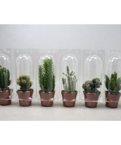 Cactus Mix In Blister