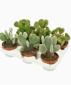 Opuntia Mix