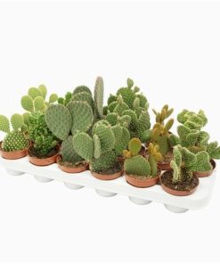 Opuntia Mix