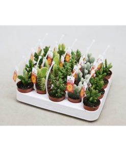 Opuntia Mix