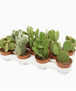 Opuntia Mix