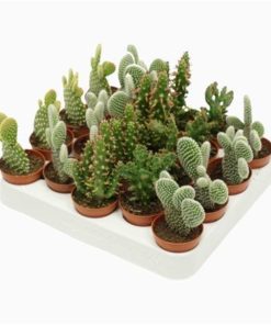 Opuntia Mix