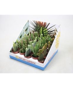Opuntia Mix In Showbox