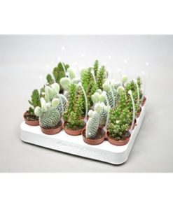 Opuntia Mix With Picker