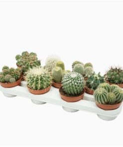 Cactus Mix Bol
