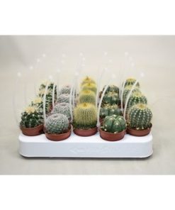 Cactus Mix Bol