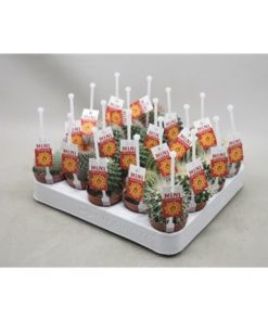 Cactus Mix Bol With Picker
