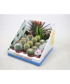 Cactus Mix Bol In Showbox