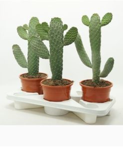 Opuntia Consulea