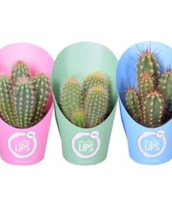 Cere Mix In Potcover Morelips