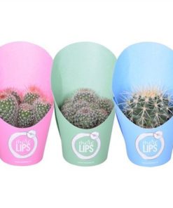 Cactus Mix Bol In Potcover Morelips