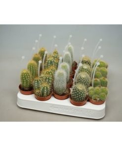Cactus Mix With Picker