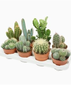 Cactus Mix