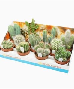 Cactus Mix With Photo Etiket In Showbox