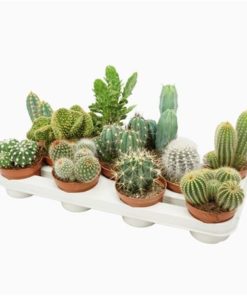 Cactus Mix