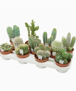 Cactus Mix