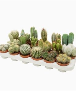 Cactus Mix