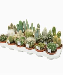 Cactus Mix
