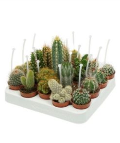 Cactus Mix