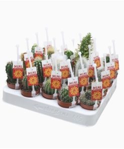 Cactus Mix With Picker