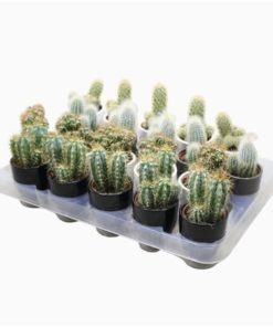 Cactus Mix In White, Black & Grey Pot
