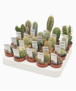 Cactus Mix With Photo Etiket