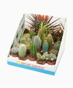 Cactus Mix In Showbox