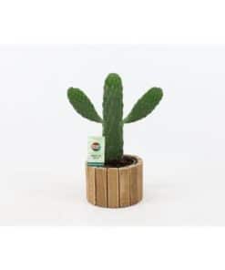 Opuntia Rubescens Consolea In Wood Pot