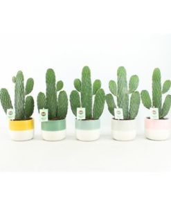 Opuntia In Two Tone Pot Mix
