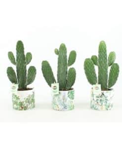 Opuntia In Jungle Pot