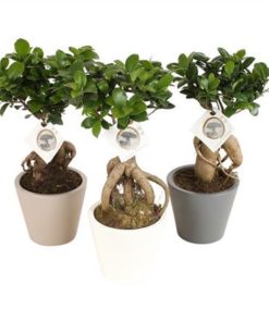 Fic Mi Ginseng In Ceramic Karla Mix