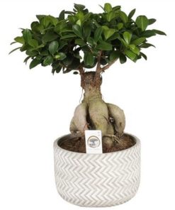 Fic Mi Ginseng In Ceramic Concrete