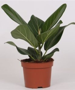 Ficus Beng Audrey