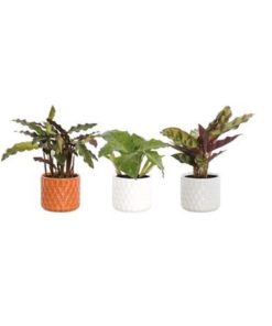Calat Mix In Ceramic Kate