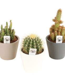 Cactus Mix In Ceramic Karla Mix
