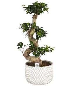 Fic Mi Ginseng S Shape In Ceramic Concrete