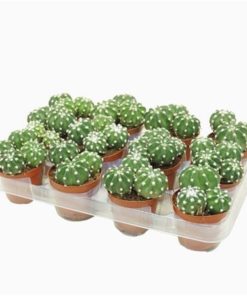 Echinopsis Oxygona