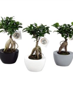 Fic Mi Ginseng In Ceramic Folded Mix
