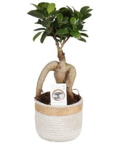 Fic Mi Ginseng In Ceramic Concrete Rope