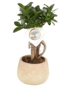 Fic Mi Ginseng Sphere Shape In Ceramic