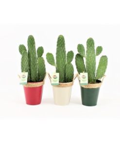 Opuntia In Zink Pot Mix